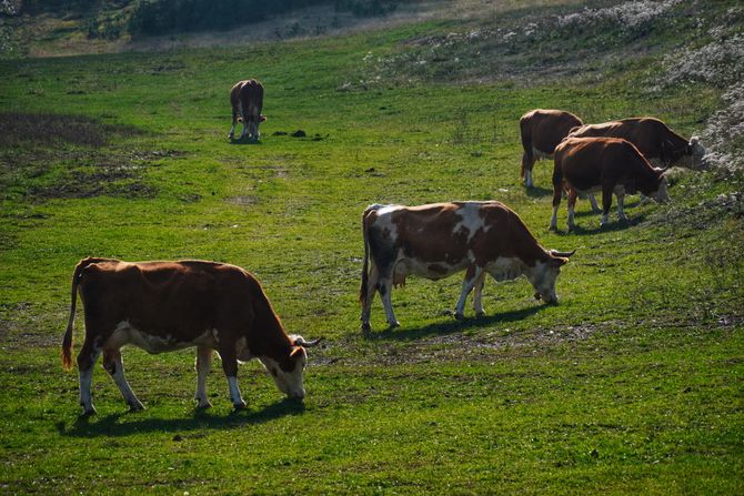 Zlatibor, priroda, planina, krave