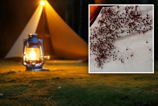 pauci u satoru pauci u satoru