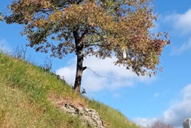 Drvo, selo, pejzaž Drvo, selo, pejzaž
