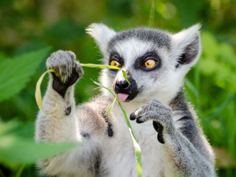 Lemur