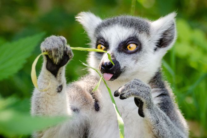 Lemur