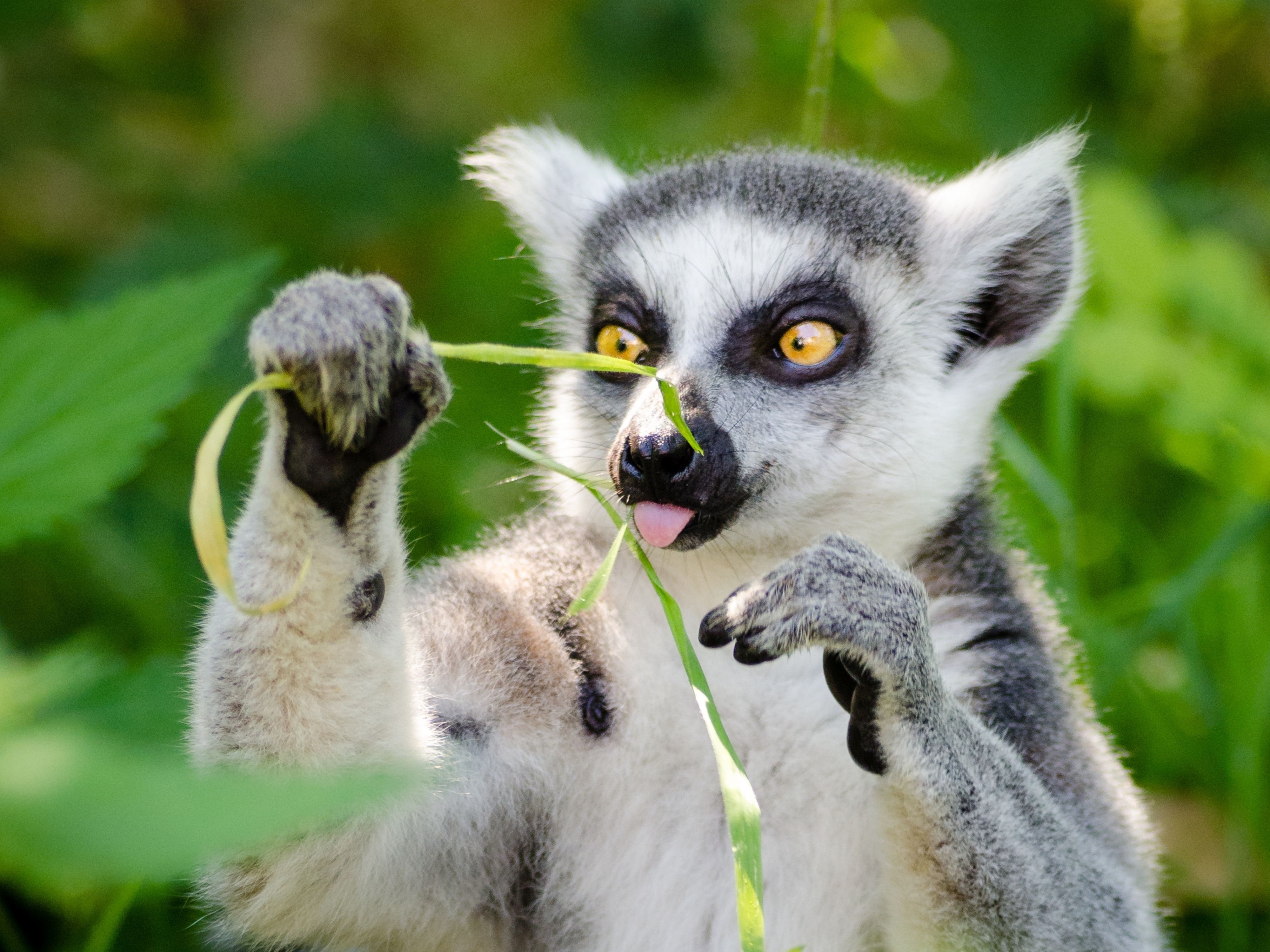Četiri bebe lemura rođene u Zoo-vrtu Palić: Pred građanima neobičan zadatak, hitno moraju da donesu odluku!