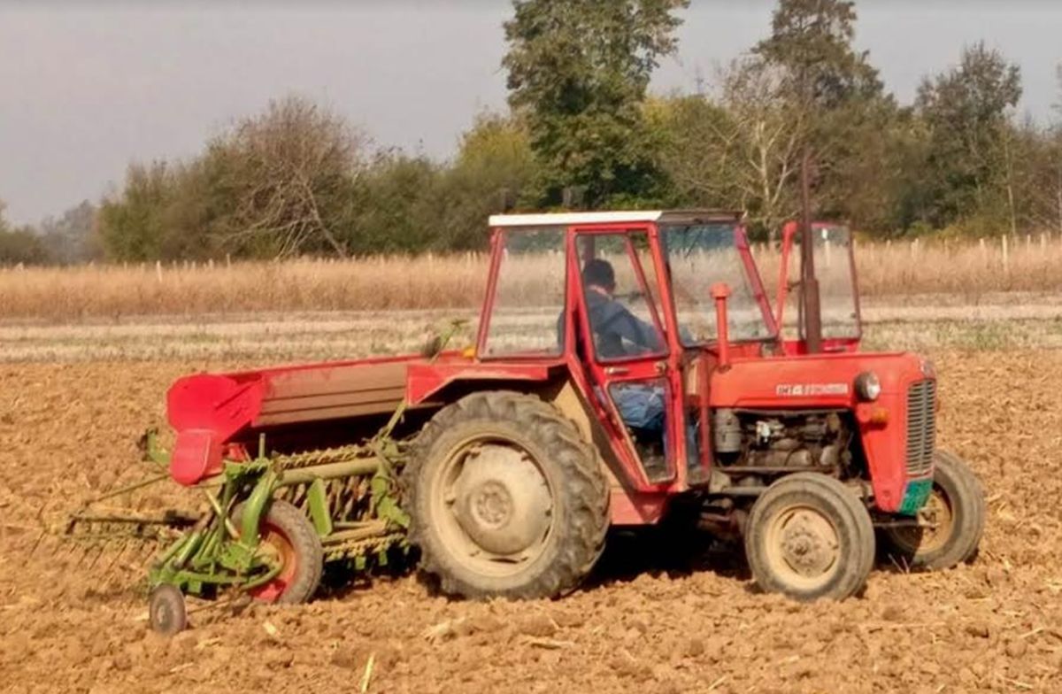 Šok računica za srpske poljoprivrednike: Sa ovom cenom pšenice mnogi rade ispod cene koštanja