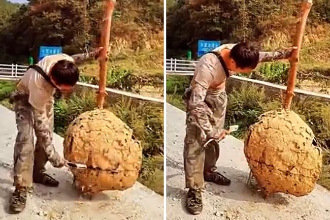 Gnezdo stršljeni Gnezdo stršljeni