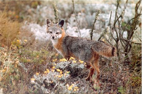 lisica kalifornijskih kanalskih ostrva