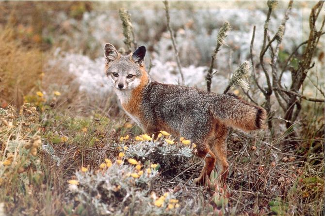 lisica kalifornijskih kanalskih ostrva