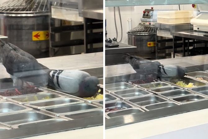 golubovi u piceriji golubovi u piceriji