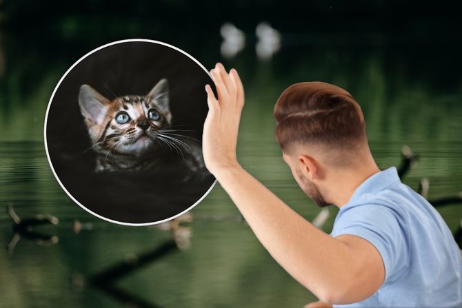 Muškarac, voda , mačka Muškarac, voda , mačka