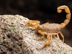 Škorpija iz Arizone