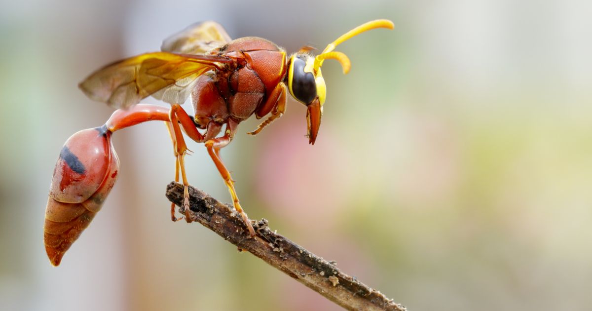 Manjenje Insect 10 životinja koje imaju najbolnije ubode i ugrize: Ujed jednog insekta ...