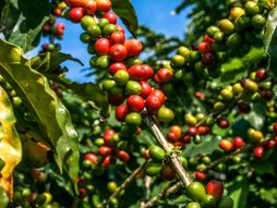 Kafa, biljka kafe
