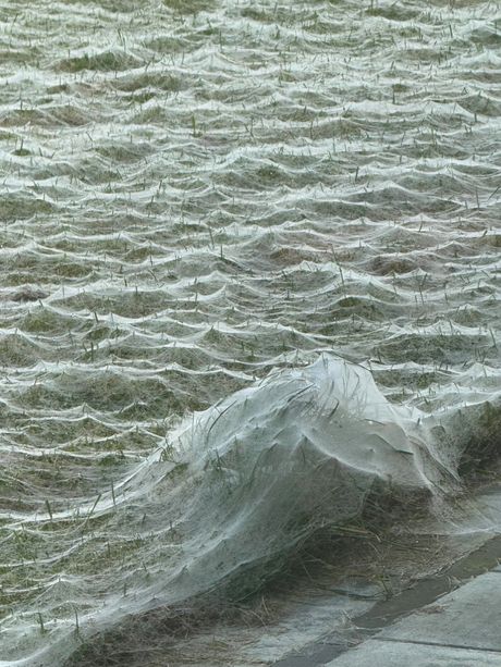 Paučina u dvorištu