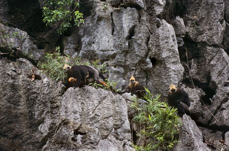 Trachypithecus poliocephalus