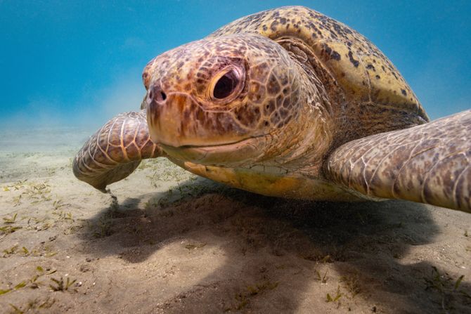 Eretmochelys imbricata, kornjača