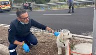 Potresan prizor posle saobraćajke u Grčkoj: Pas preživeo nesreću, tužno čeka poginulog vlasnika da izađe