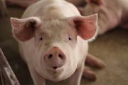 HIT SNIMAK IZ PRIJEDORA Farmer pokazao kako rashlađuje svinje tokom vrućina: Dobile su pravi luksuz!