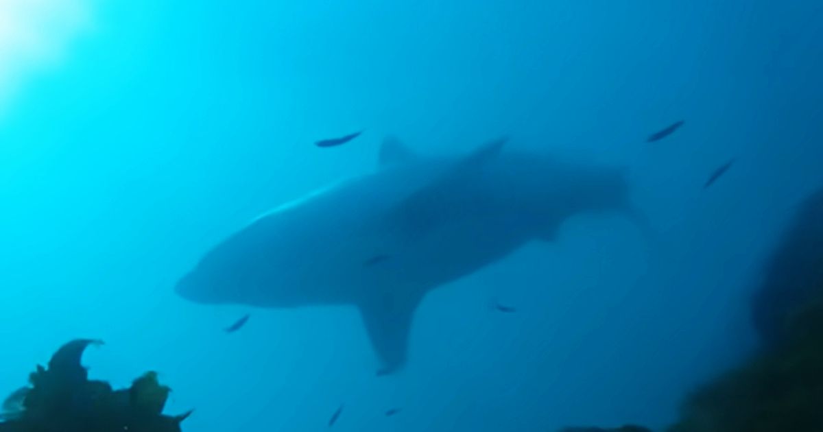 Sea Beast Spotted in Frozen Depths! Scientists in Shock: "It's Generally Assumed They Aren't There"