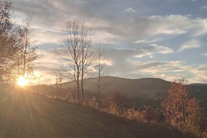 Zlatar, cvet jeremičak