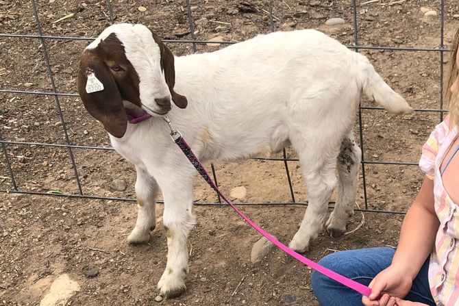 Odšteta za kozu Odšteta za kozu