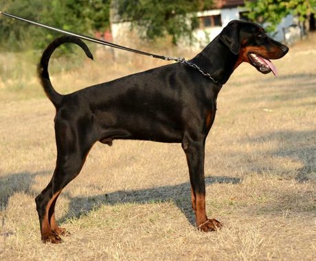 Doberman iz Zrenjanina