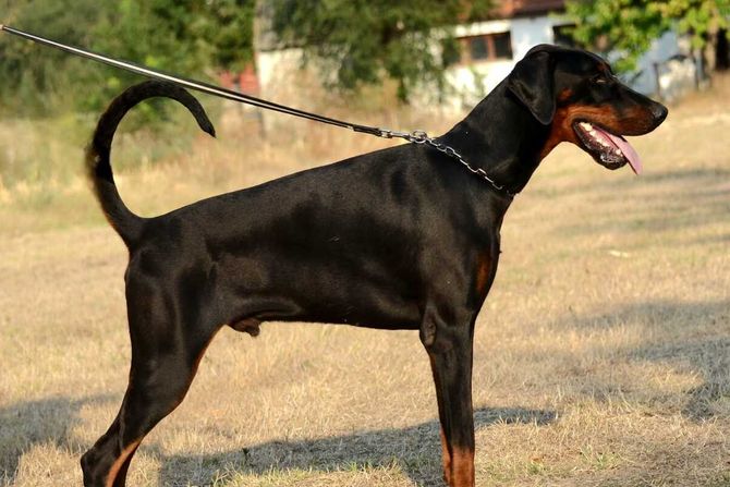 Doberman iz Zrenjanina