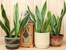 Sansevieria trifasciata