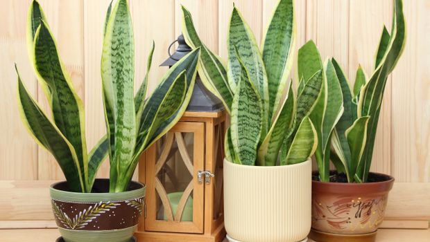 Sansevieria trifasciata