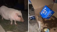 Svinja provalila u garažu i pronašla pivo: Snimak kako se tetura obišao svet, ljudi plaču od smeha