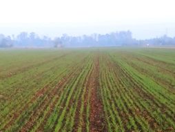 navodnjavanje, pšenica