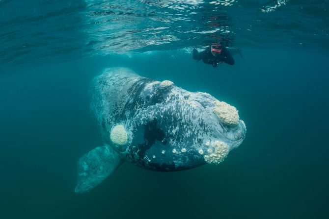 Grbavi kit Grbavi kit