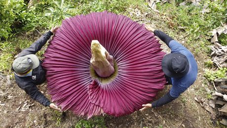 Titan arum ili cvet leš