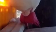 Zaspao na poslu! Muškarac se odlučio "osvetiti" pijetlu, a video će vas nasmijati do suza