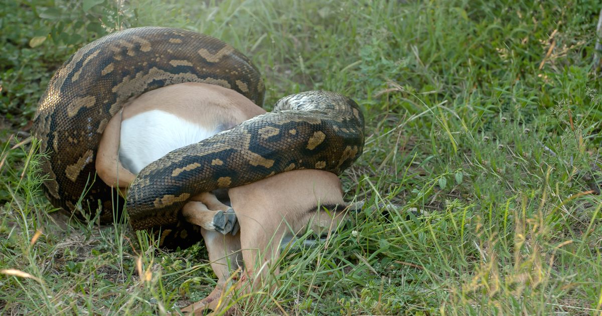 Piton uhvaćen kako proždire jelena od 35 kilograma: Zapanjujući prizor ...