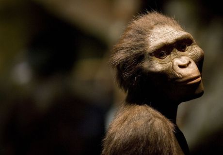 Australopithecus afarensis