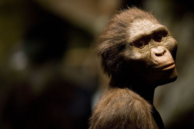 Australopithecus afarensis Australopithecus afarensis