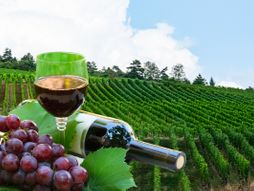 Vino, vinograd, grožđe