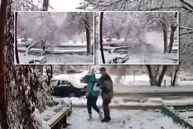 Drvo palo na čoveka Drvo palo na čoveka