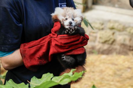 Mladunče crvene pande iz Zoološkog vrta u Edinburgu