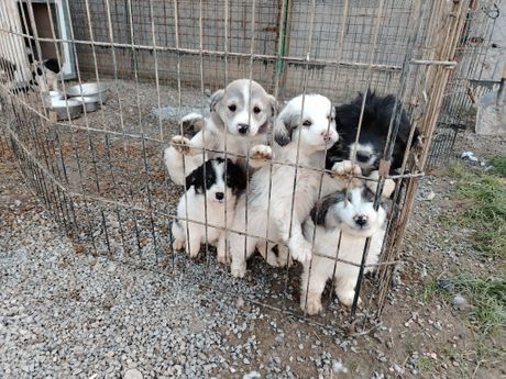 Štenci sa Uba