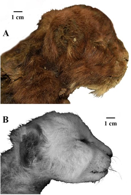 Smilodon, Saber-Tooth Cat