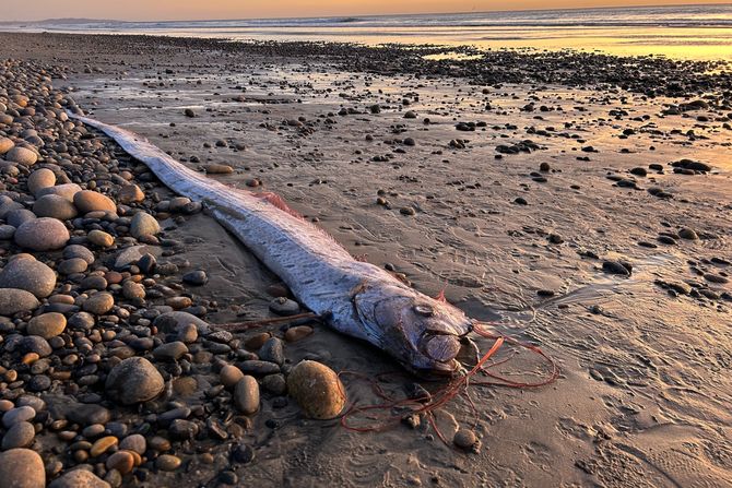 riba sudnjeg dana oarfish