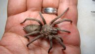 Carinici posumnjali da putnik nešto krije: Pronašli su 300 tarantula, a da čujete gde ih je sakrio