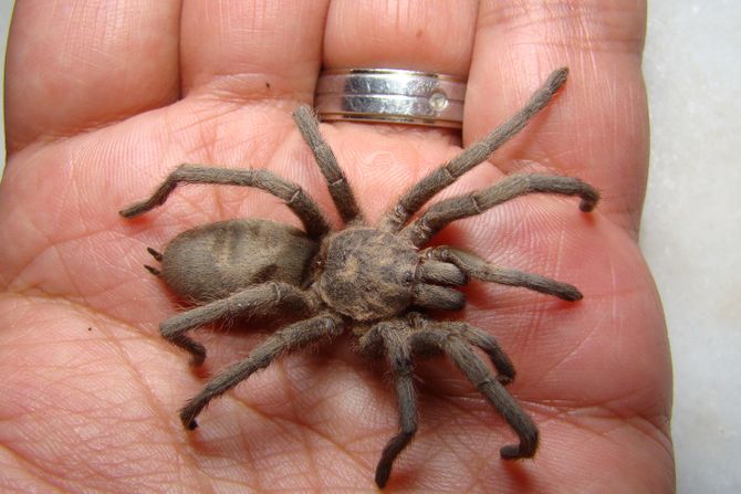 tarantula