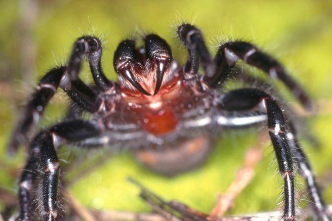 Australian funnel-web spider