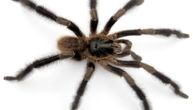 „Ovo je dlakavi džin među patuljcima“: Stvorenje otkriveno na Kubi je najveće u svom rodu tarantula