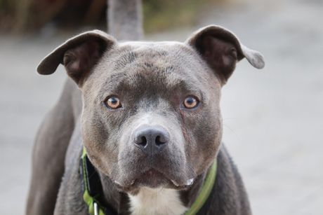 Pit bul Pit bul