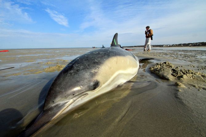 Delfin, nasukani delfin, Kejp Kod