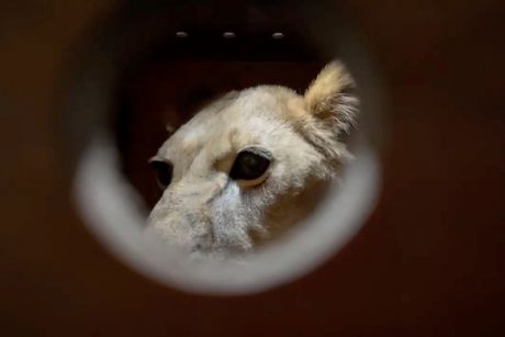 Životinje Moskva Severna Koreja zoološki vrt Pjongjang Putin Životinje Moskva Severna Koreja zoološki vrt Pjongjang Putin