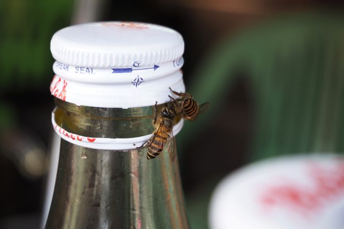 pcele na flasi pcele na flasi