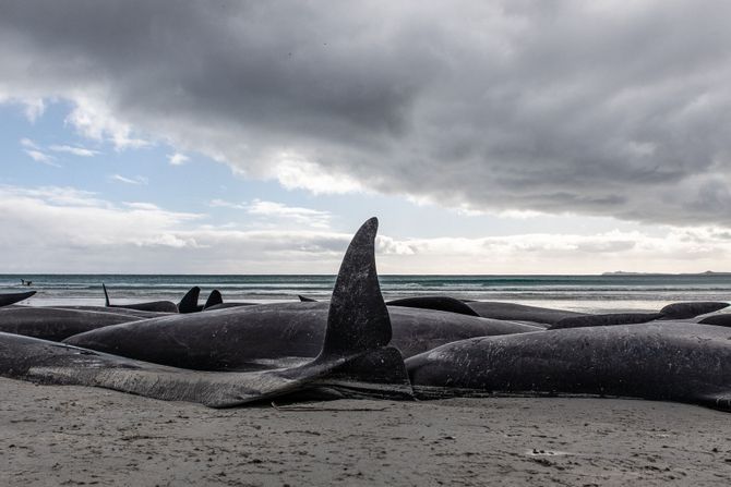 Kitovi, Novi Zeland